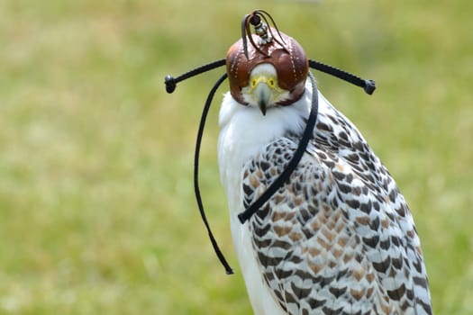 Hawk in hood standing