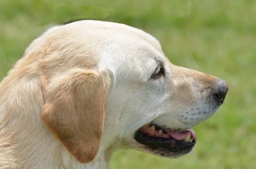 Golden labrador head