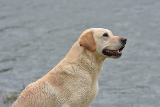 Alert Golden ladrador with water background