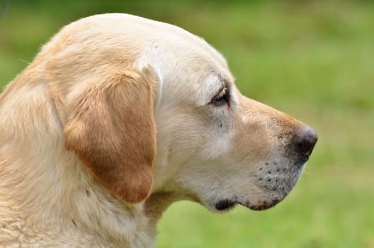 Golden labrador head in close up