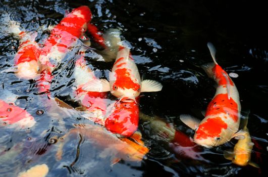 Koi pond