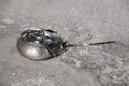 Horseshoe crab (Carcinoscorpius rotundicauda) on a beach in the Sundarbans in Bangladesh