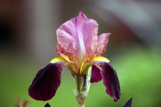 Horticulture iris flowering