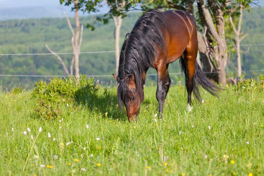 Bay horse is walked in the electroshepherd