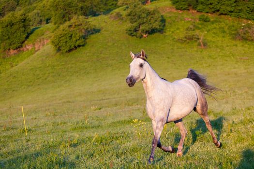 Gray Arab horse gallops on a green meadow