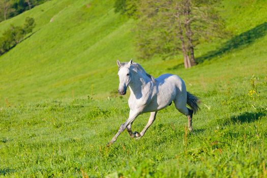 Gray Arab horse gallops on a green meadow