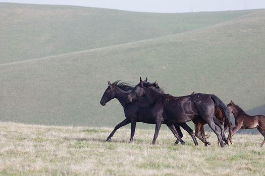 Herd of horses on a summer pasture. Elbrus, Caucasus, Karachay-Cherkessia