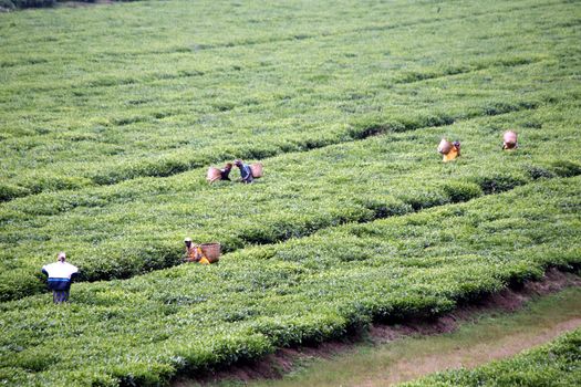 Landscape with tea plantations and pluckers in south western Rwanda