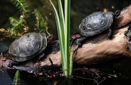 Spotted turtle (Clemmys guttata) taking a sunbath at a pond