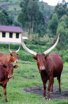 Cattle belonging to Tutsi farmers in the Masisi territory of North Kivu, DR Congo