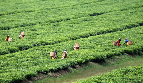 Landscape with tea plantations and pluckers in south western Rwanda