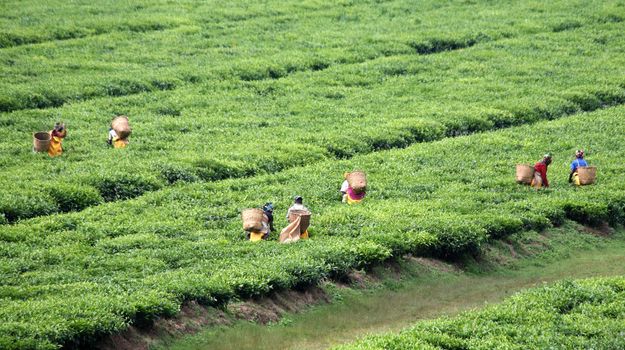 Landscape with tea plantations and pluckers in south western Rwanda