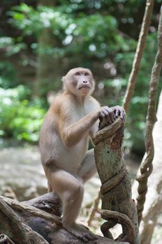 wild monkey on tree in the forest