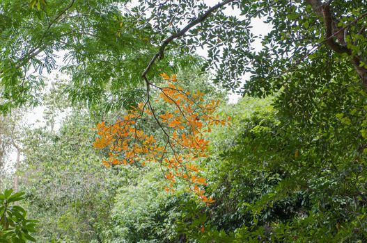 green tree in rain forest, thailand 