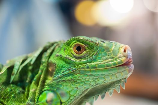 close up of the eye of green iguana 