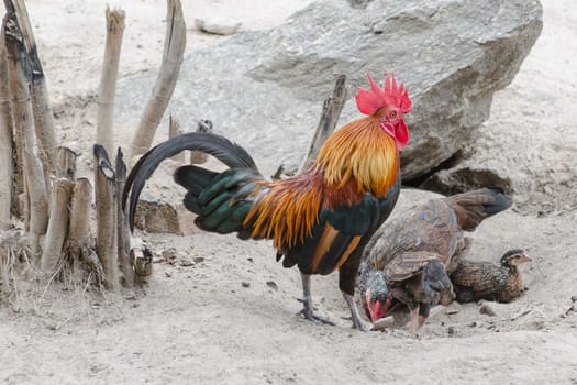 Cockerel male bantam rooster on guard protects female hen looking for food on grassy farm land