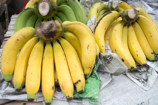 Gros Michel banana,cultivated banana