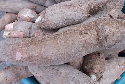 group of Tapioca or Cassava