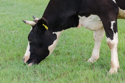 Cows on green meadow 