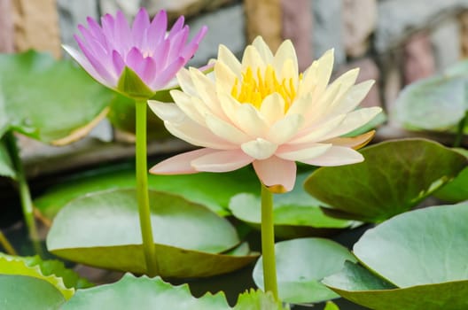colorful of yellow and purple water lily