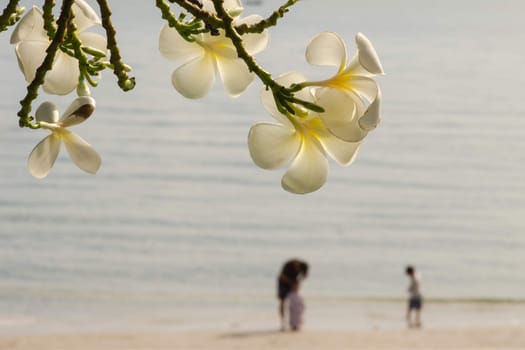 yellow Frangipani or Plumeria flower