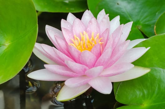 colorful of purple water lily