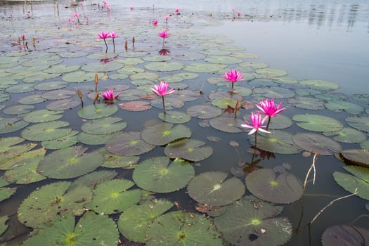 colorful of purple water lily