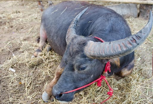 relate buffalo in buffalo farm