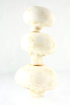 Column of mushrooms