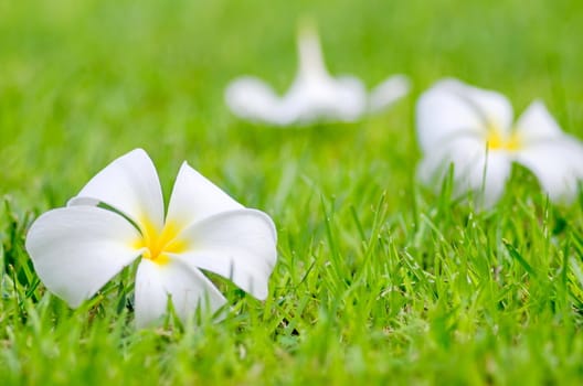 yellow Frangipani or Plumeria flower on green grass background