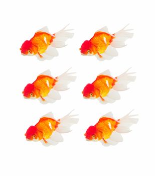 Gold fish isolated on white background