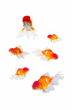 Gold fish isolated on white background