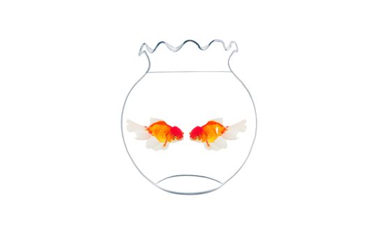 golden fishes in fishbowl isolated on white background