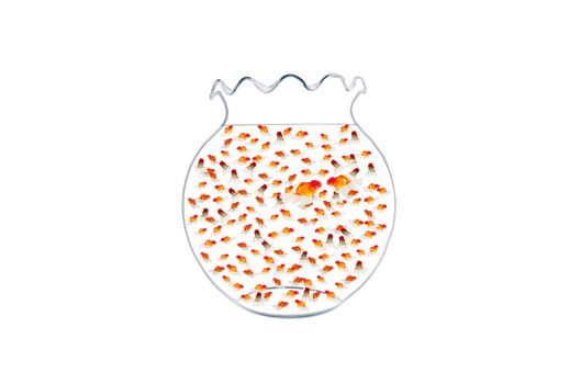 the family of Golden fish in fishbowl