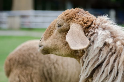 close up of white sheeps in sheep farm