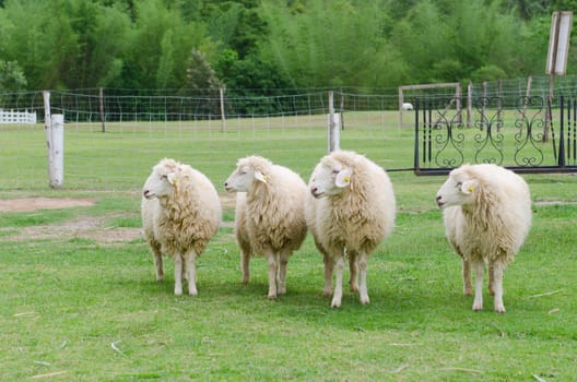 close up of white sheeps in sheep farm