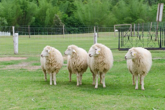 close up of white sheeps in sheep farm