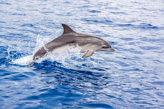 Dolphin jumping out of the water