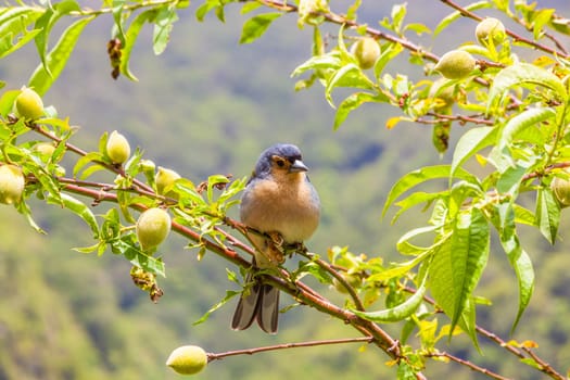 Madeiran chaffinch sitting on a branch in the tree