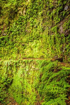 wall overgrown with moss near a levada on Madeira island