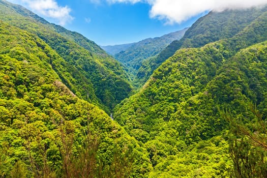 Trees in natural tropical environment