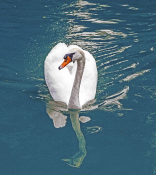 swan swims in the lake