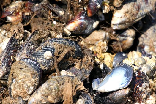 Pile of mussels clustered together.
