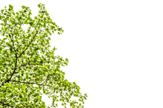 fresh and green leaves on white background