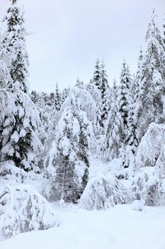 A gray winter day in Norway with snow in the air