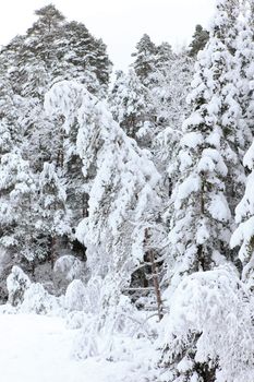 A gray winter day in Norway with snow in the air