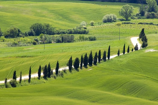 Tuscany - green typical landscape in spring time