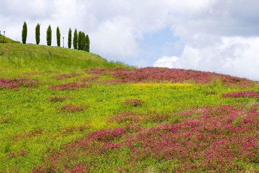 Tuscany - landscape with spring flowers, Italy 