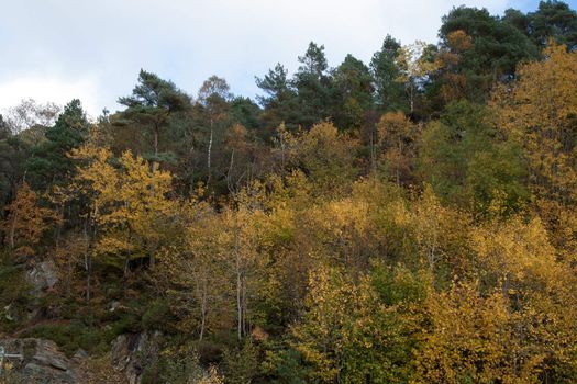 A gray autumn day in forest with many colors in the trees