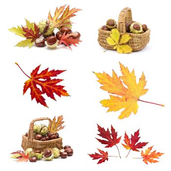 Collage from different autumn leaves and chestnuts